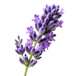 Lavendel